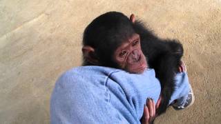 Baby ChimpsMonkeyBaby chimpanzeepet chimp婴儿黑猩猩chimpanzé bébéДетские шимпанзеchimpancé bebé [upl. by Ttegirb]