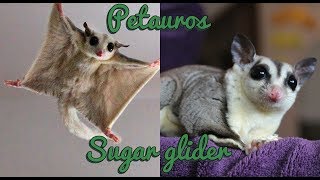 Petauros del azucar jugando saltando y planeando Sugar glider jumping and gliding [upl. by Buckie]