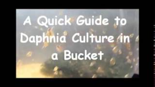 How to culture daphnia outside [upl. by Ilyse]