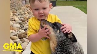 Protective pup protects toddler every step of the way l GMA [upl. by Adoh869]