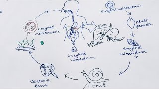 Fasciola Hepatica lifecycle  English   Liver Fluke  Lifecycle [upl. by Aoket]