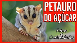 PETAURO do AÇÚCAR  A nova FEBRE dos Animais de estimação  alguns fatos importantes e curiosidades [upl. by Rehpotirhc]