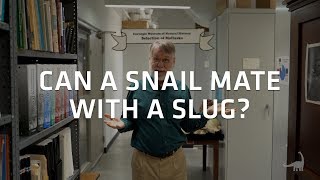 Snails and Slugs  Can they mate Ask A Scientist [upl. by Tlevesor463]