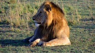 Masai Mara  Safariabenteuer im Tierparadies  Tierherden Gnuwanderung und Raubtiere [upl. by Nage]