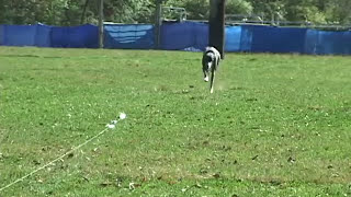 What is Lure Coursing  United Kennel Club UKC [upl. by Leahcimnaes644]