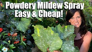 Easy Inexpensive Powdery Mildew Spray for Squash amp Cucumbers Prune Leaves to Keep Production Going [upl. by Anallise]