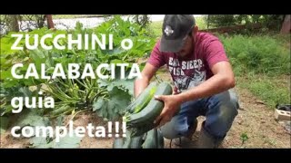 Como Plantar Zucchini o Calabacita Guia Completa [upl. by Gelya]