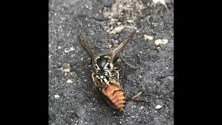 Baldfaced Hornet vs Horsefly [upl. by Studnia]