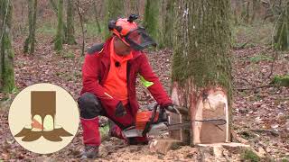 Abattre un arbre en sécurité R46 [upl. by Kancler]