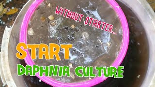 How to culture daphnia moina the easy way 1  Starting the Daphnia culture [upl. by Eibbor808]