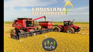 Case IH Equipment Harvesting Rice in Louisiana 4K [upl. by Jeramie169]