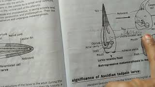 zoology sem2 Retrogressive metamorphosis in Ascidian tadpole in English [upl. by Yeslehc548]