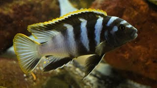 How to Breed Mbuna Cichlids [upl. by Terrab]