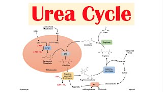 Urea Cycle  Purpose Enzymes amp Regulation [upl. by Eneirda950]