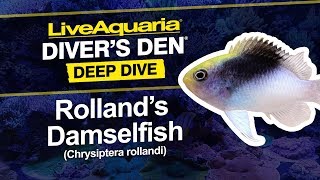 LiveAquaria® Diver’s Den® Deep Dive Rolland’s Damselfish Chrysiptera rollandi [upl. by Holtz]