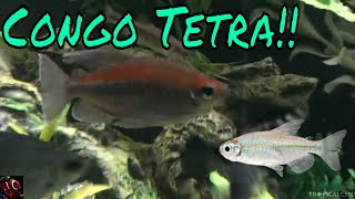 Congo Tetra Care Guide [upl. by Adimra840]