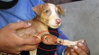 Rescue Poor Puppy who was suffering from maggots infested wound on her leg and back [upl. by Arvo]