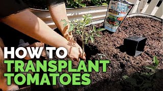 Transplanting Tomatoes 101 Simple amp Fast Method [upl. by Eekaz405]