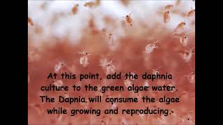 Daphnia  How to grow daphnia in your home [upl. by Siravart]