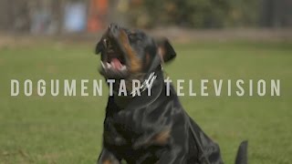 A ROTTWEILER BRED TO SERVE BORN TRAINED TO PROTECT [upl. by Kery60]