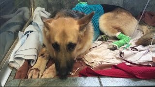 Florida Rescue Dog Saves Daughter of New Owners Life [upl. by Ennairac]