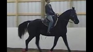 The Gaited Horse Gait Spectrum [upl. by Ylek]