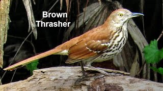 Brown Thrasher Birds [upl. by Asilahs]