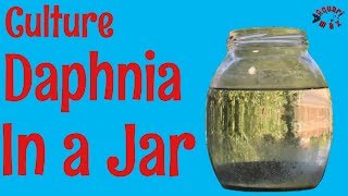 How to Culture Daphnia in a Jar [upl. by Jaffe272]