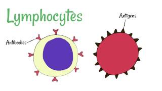 Cell Defence Lymphocytes and Phagocytes [upl. by Aryn]