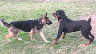 A Strong German Shepherd Tests Strong Rottweiler [upl. by Alil157]