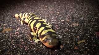 Metamorphosis Amphibian Nature Documentary [upl. by Philoo]