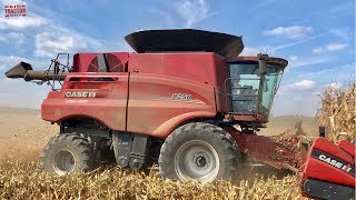 Case IH 8250 AXIALFLOW Combine Harvesting Corn [upl. by Aicirtam]