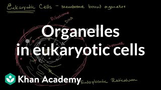 Organelles in eukaryotic cells  The cellular basis of life  High school biology  Khan Academy [upl. by Mihcaoj291]