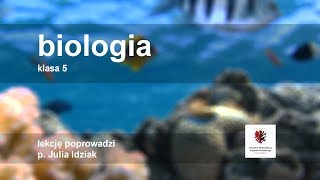 Klasa 5  Biologia  budowa i funkcje łodygi  szkoła [upl. by Jasmin]