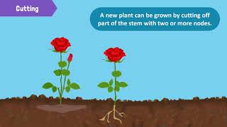 Types of Reproduction in Plants [upl. by Hterrag482]