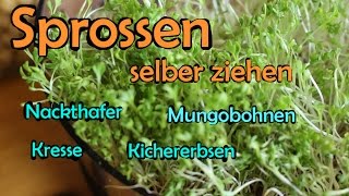 Sprossen selber ziehen  Mungobohnen Kichererbsen Hafer Kresse Weizengras [upl. by Kamp481]