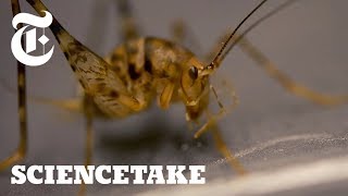 Crickets Can Jump 50x Their Body Length Heres How  ScienceTake [upl. by Aehtrod896]