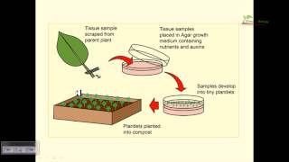 Plant tissue culture basics [upl. by Alinna]