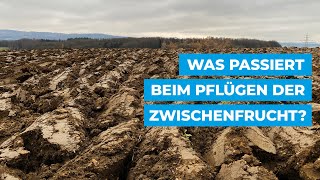 Was passiert beim Pflügen der Zwischenfrucht [upl. by Selma437]