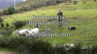 Brilliant Sheep Herding Demonstration Using Border Collies [upl. by Gunter646]