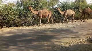 How the camel walking in Rajasthan s road [upl. by Smaoht]