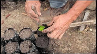 Producción de Almácigos de Café Tips del Profesor Yarumo [upl. by Guimond]