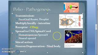 Microbiology 494 b PolioMyelitis Pathogenesis Polio Virus [upl. by Tanner]