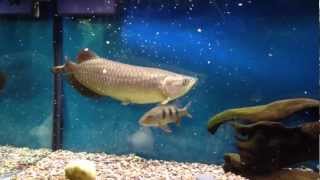 Big Australian Jardini Arowana eats Crayfish [upl. by Chloris]