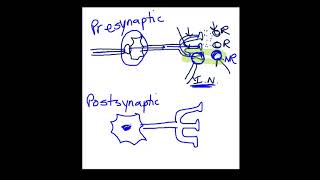 Presynaptic vs Postsynaptic Inhibition [upl. by Aleel]