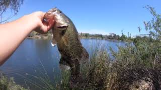 Sight fishing for bass on almaden lake [upl. by Alanna]