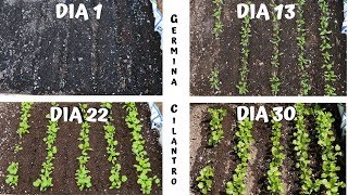 GERMINAR Y CULTIVAR CILANTRO EN CASA [upl. by Martha]