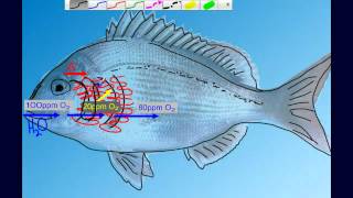 Countercurrent Gas Exchange in Fish Gills [upl. by Wind657]