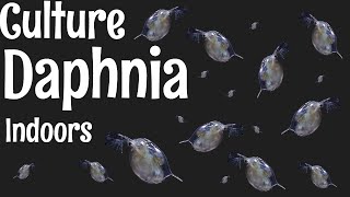 How to Culture Daphnia [upl. by Tullus]