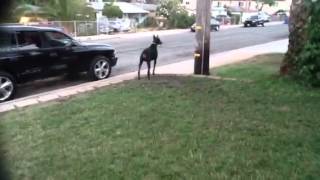 Doberman protects little girl [upl. by Vin]